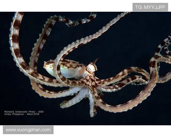 乌贼刘揭秘深海之谜：探索海洋智慧与生物多样性的奇妙世界